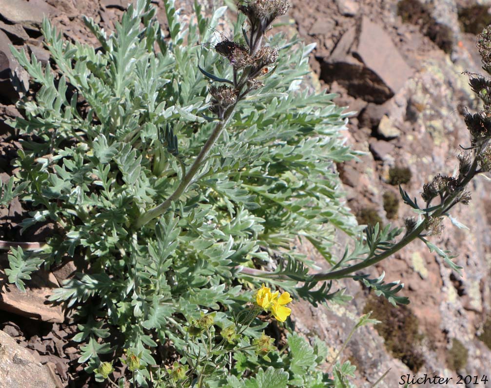 Forked Wormwood, Three-floreked Mugwort: Artemisia furcata (Synonym: Artemisia furcata var. furcata, Artemisia furcata var. heterophylla, Artemisia trifurcata)