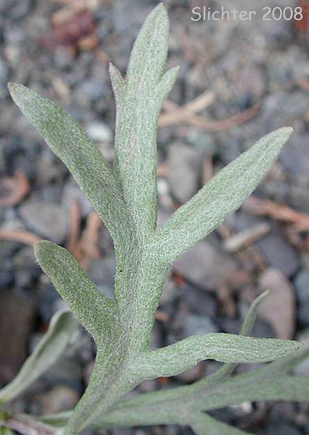 Gray Sagewort, White Sagebrush: Artemisia ludoviciana ssp. candicans (Synonym: Artemisia ludoviciana var. latiloba)