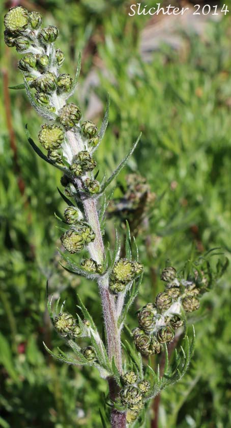 Mountain Sagewort: Artemisia norvegica ssp. saxatilis (Synonyms: Artemisia arctica ssp. arctica, Artemisia norvegica var. saxatilis, Artemisia saxatilis)