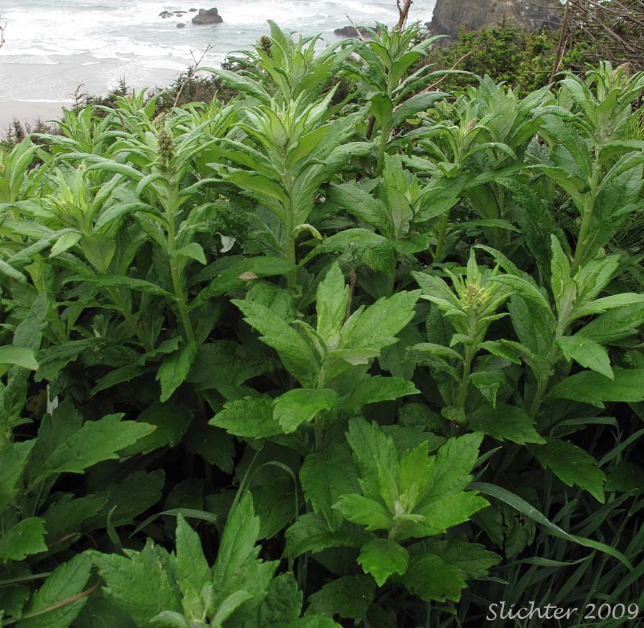 Suksdorf's Sagewort, Coastal Mugwort, Coastal Wormwood: Artemisia suksdorfii
