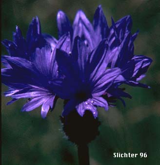 Bachelor's Button, Cornflower, Garden Cornflower: Centaurea cyanus 