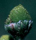Disc Mayweed, Pineapple Weed: Matricaria discoidea (Synonyms: Chamomilla discoidea, Chamomilla suaveolens, Matricaria matricarioides, Santolina suaveolens)