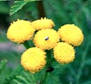 Flower heads of Common Tansy: Tanacetum vulgare