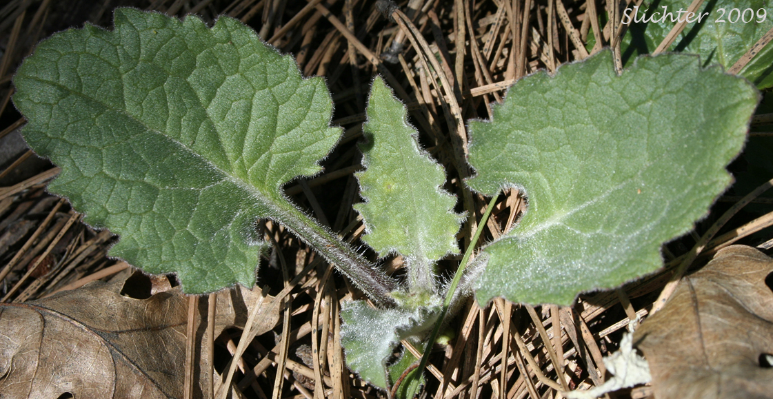 Heart-leaf Arnica, Heart-leaf Leopardbane: Arnica cordifolia (Synonyms: Arnica cordifolia var. cordifolia, Arnica cordifolia var. pumila)