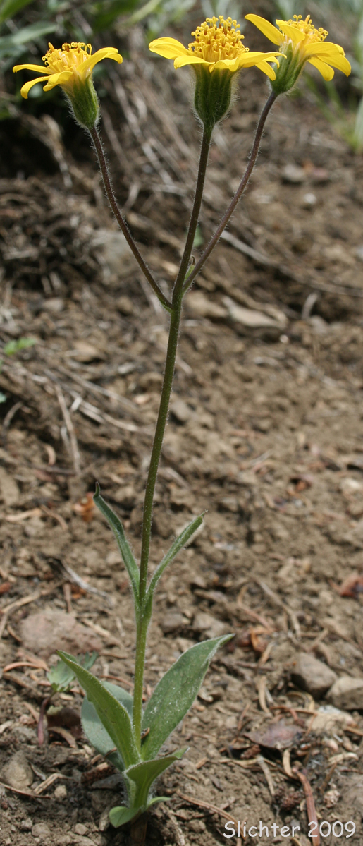 Sierra Arnica, Nevada Arnica, Sierran Leopardbane: Arnica nevadensis (Synonym: Arnica tomentella)