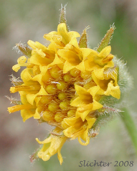 Close-up of the discoid flower head of Parry's Arnica, Nodding Arnica: Arnica parryi