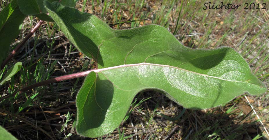 Leaf blade of Puget Balsamroot, Deltoid Balsamroot, Northwest Balsamroot: Balsamorhiza deltoidea (Synonym: Balsamorhiza glabrescens)