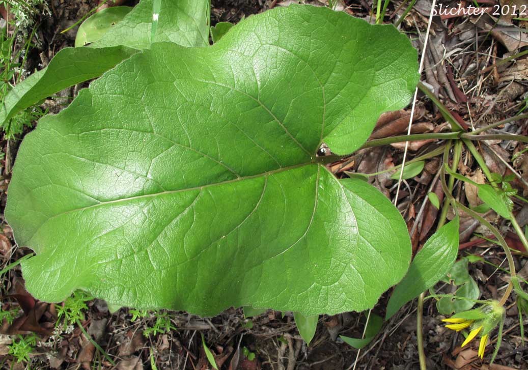 Basal leaf of Puget Balsamroot, Deltoid Balsamroot, Northwest Balsamroot: Balsamorhiza deltoidea (Synonym: Balsamorhiza glabrescens)