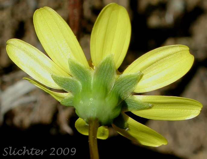 Wild Flower Daisy Yellow