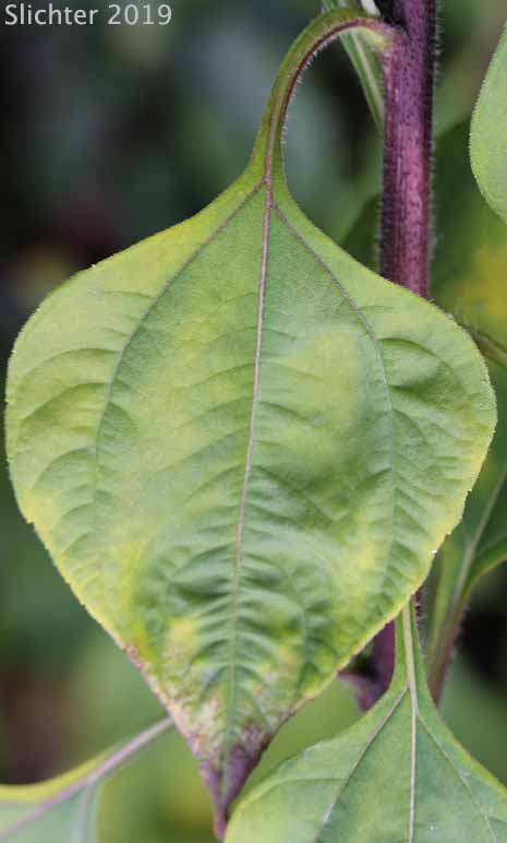 Stem leaf of Jerusalem Artichoke: Helianthus tuberosus