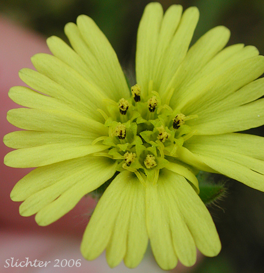 Flower of Coast Tarweed, Chilean Tarplant: Madia sativa (Synonym: Madia capitata)