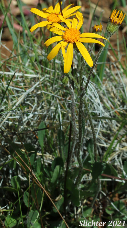Siskiyou Butterweed, Serpentine Groundsel, Western Senecio: Packera hesperia ( Synonym: Senecio hesperius)