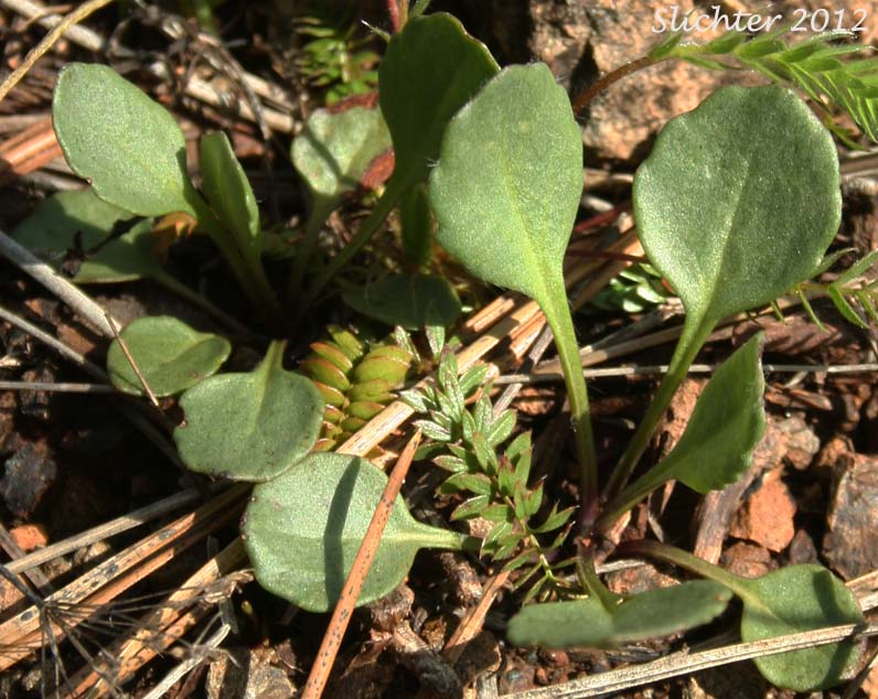 Basal leaves of Siskiyou Butterweed, Serpentine Groundsel, Western Senecio: Packera hesperia ( Synonym: Senecio hesperius)