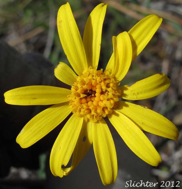 Siskiyou Butterweed, Serpentine Groundsel, Western Senecio: Packera hesperia ( Synonym: Senecio hesperius)