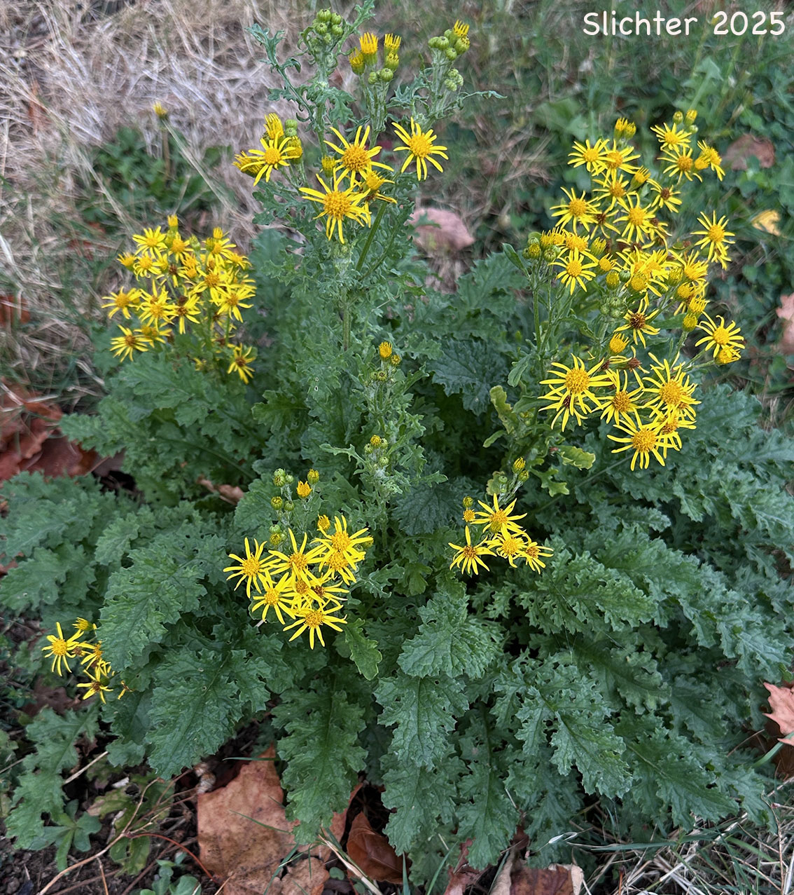 Stinking Willie, Tansy Ragwort: Jacobaea vulgaris (Synonym: Senecio jacobaea)