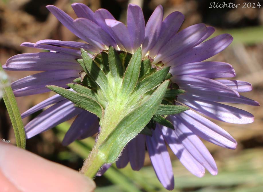 Leafy bracts of Leafy Aster, Leafy Bract Aster: Symphyotrichum foliaceum var. foliaceum (Synonym: Aster foliaceus var. foliaceus)