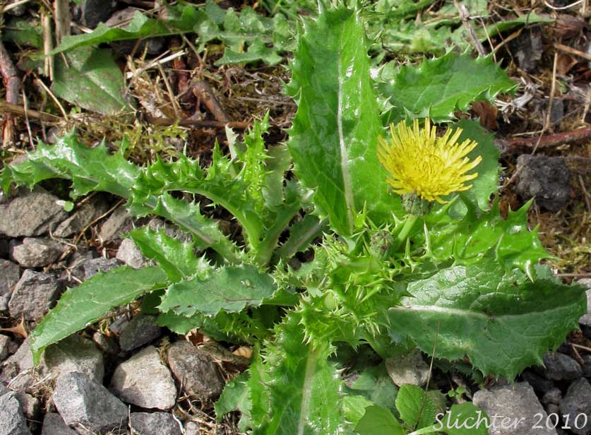 Prickly Sow Thistle, Prickly Sow-thistle, Spiny Sowthistle, Spiny Sow-thistle, Spiny-leaf Sow-thistle: Sonchus asper (Synonyms: Sonchus asper ssp. asper, Sonchus asper ssp. glaucescens, Sonchus nymanii, Sonchus oleraceus var. asper)
