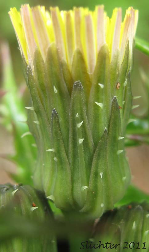 Close-up of the involucral bracts of Prickly Sow Thistle, Prickly Sow-thistle, Spiny Sowthistle, Spiny Sow-thistle, Spiny-leaf Sow-thistle: Sonchus asper (Synonyms: Sonchus asper ssp. asper, Sonchus asper ssp. glaucescens, Sonchus nymanii, Sonchus oleraceus var. asper)