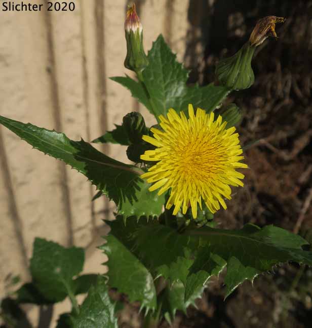 Annual Sow Thistle, Common Sowthistle, Common Sow Thistle, Common Sow-thistle: Sonchus oleraceus