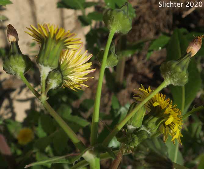 Annual Sow Thistle, Common Sowthistle, Common Sow Thistle, Common Sow-thistle: Sonchus oleraceus