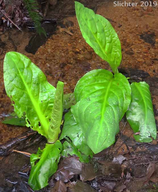 American Skunk Cabbage, Skunk-cabbage, Yellow Skunk Cabbage: Lysichiton americanus (Synonym: Lysichitum americanum)