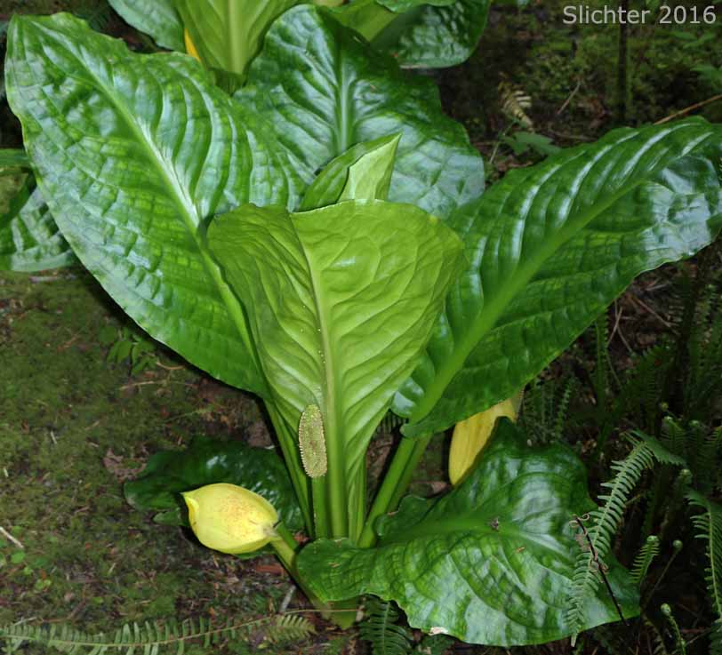 American Skunk Cabbage, Skunk-cabbage, Yellow Skunk Cabbage: Lysichiton americanus (Synonym: Lysichitum americanum)