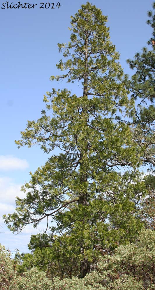 Incense Cedar: Calocedrus decurrens (Synonym: Libocedrus decurrens)