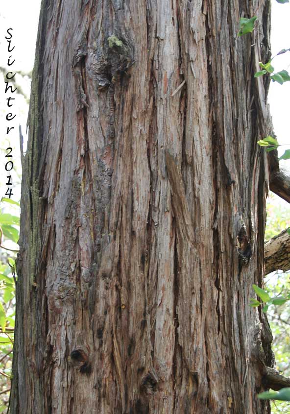 Bark of Incense Cedar: Calocedrus decurrens (Synonym: Libocedrus decurrens)