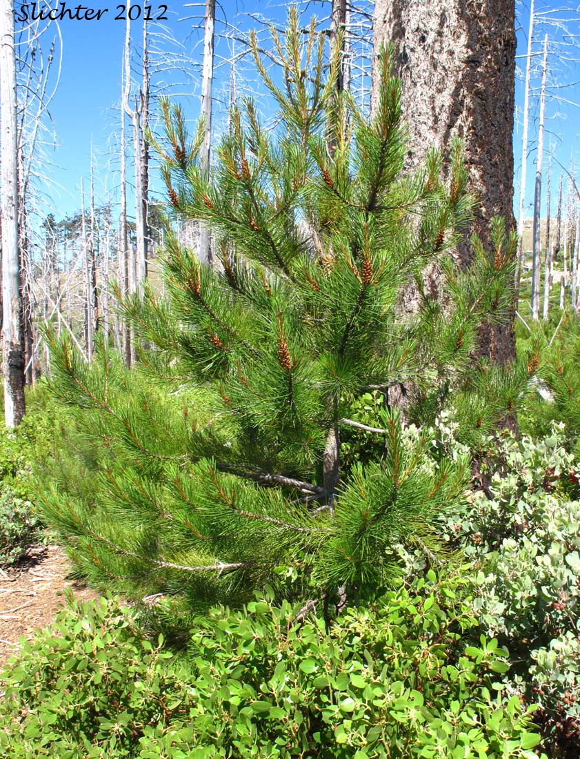 Knobcone Pine: Pinus attenuata