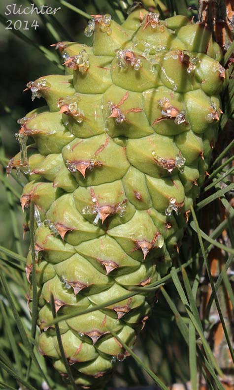 Cone of Knobcone Pine: Pinus attenuata