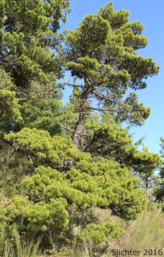 Shore Pine: Pinus contorta var. contorta