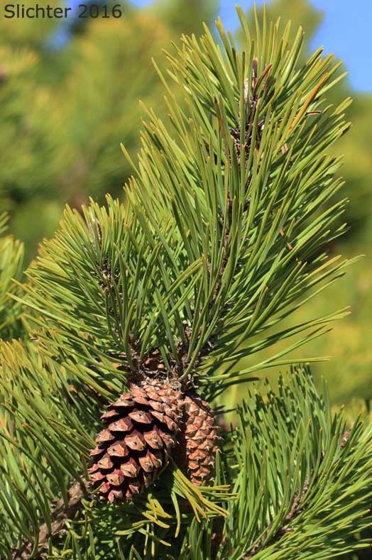 Needles and cones of Shore Pine: Pinus contorta var. contorta
