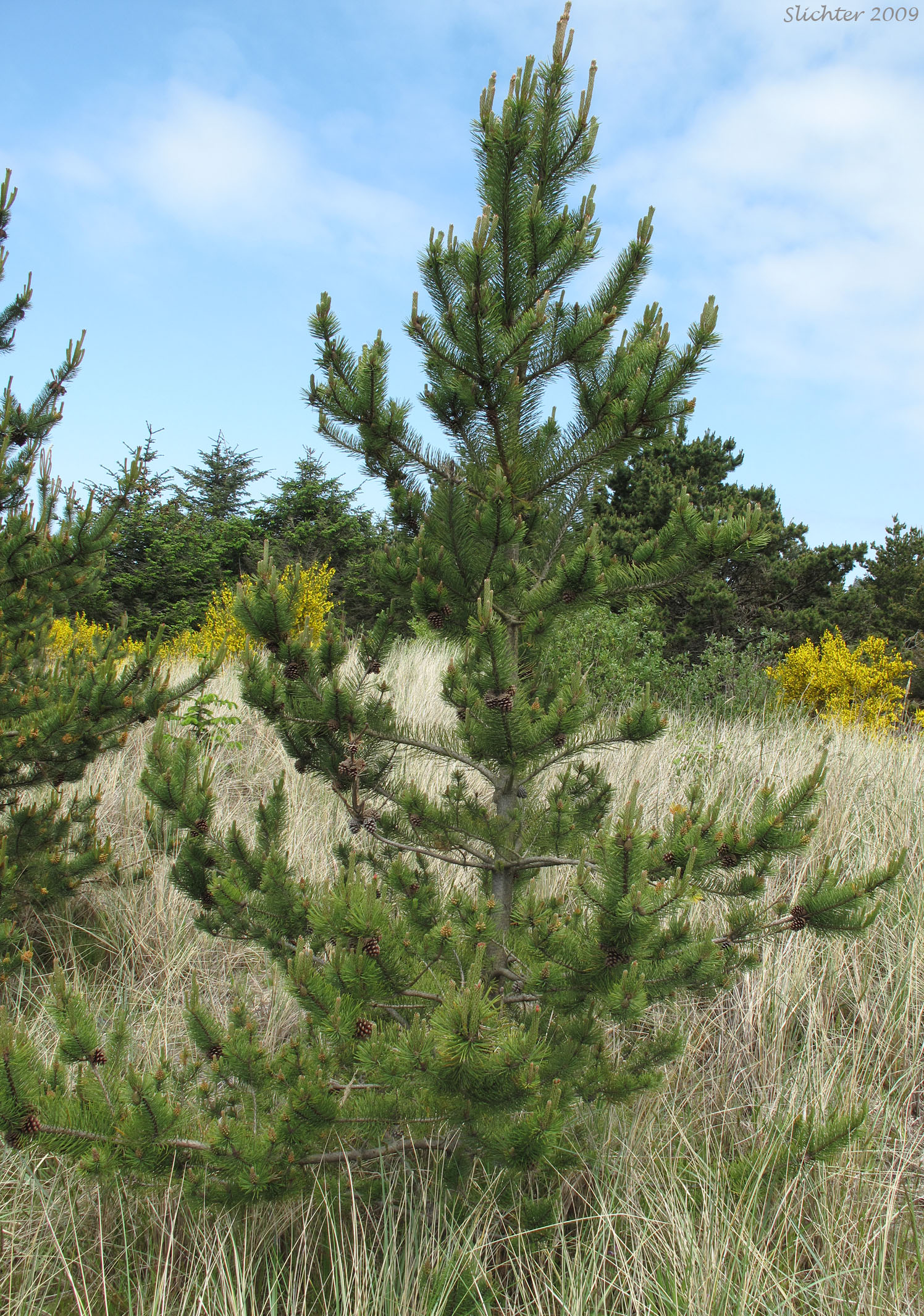 Shore Pine: Pinus contorta var. contorta