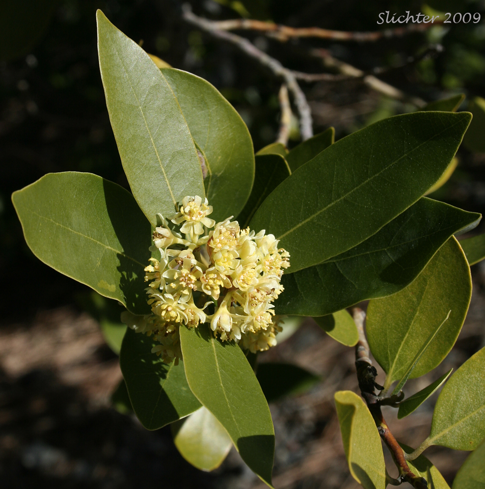 California Bay, California Laurel, California Bay Laurel, Oregon Myrtle: Umbellularia californica