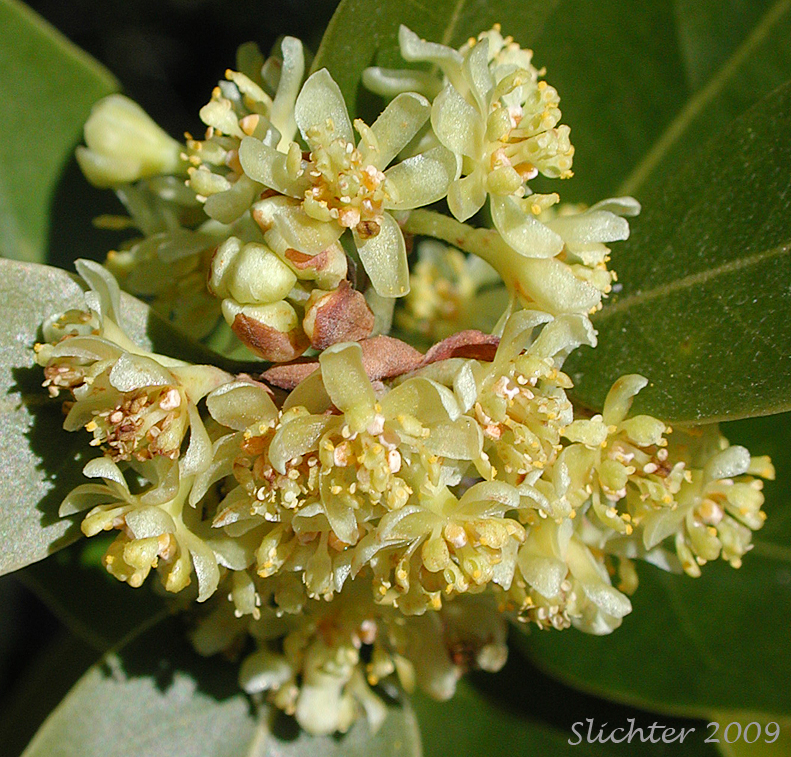Inflorescence of California Bay, California Laurel, California Bay Laurel, Oregon Myrtle: Umbellularia californica