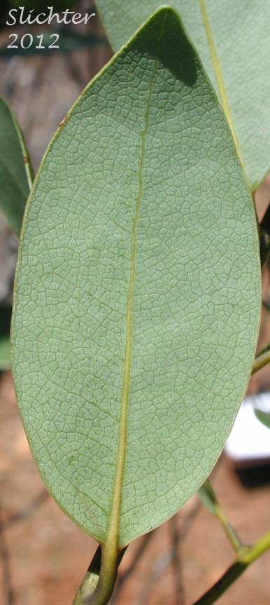 Underside of a leaf of California Bay, California Laurel, California Bay Laurel, Oregon Myrtle: Umbellularia californica