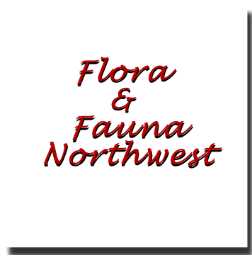 Flora and Fauna Northwest, Pacific Northwest Animals and Wildflowers
