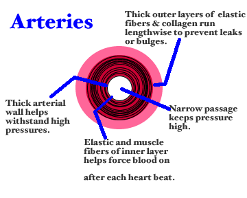 What is the function of the arteries?