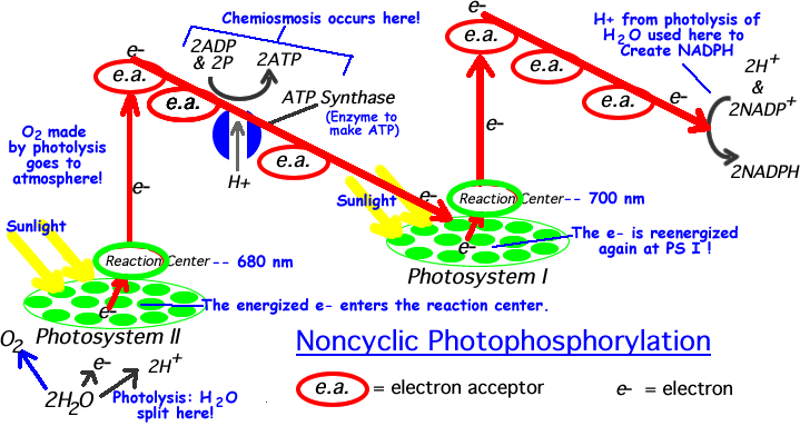 Image result for non cyclic photophosphorylation