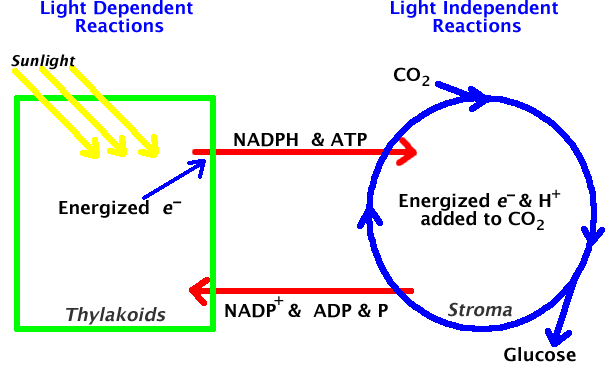 review-of-the-light-independent-reactions