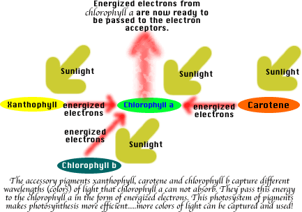 Wavelengths of light and photosynthetic pigments (article)