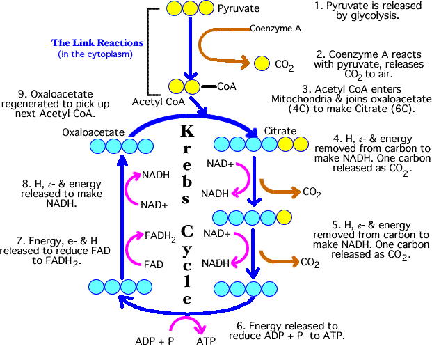 krebs-cycle