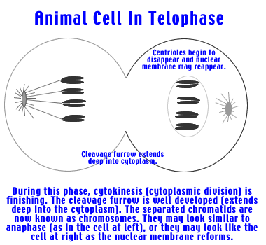Telophase in Animal Cells