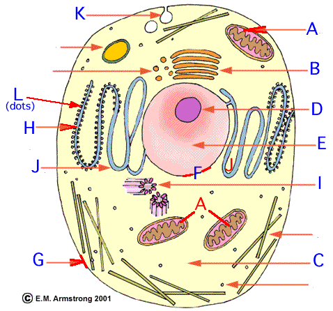 Chapter 5 Notes: Animal Cell Structure