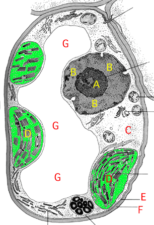 central vacuole in plant cell