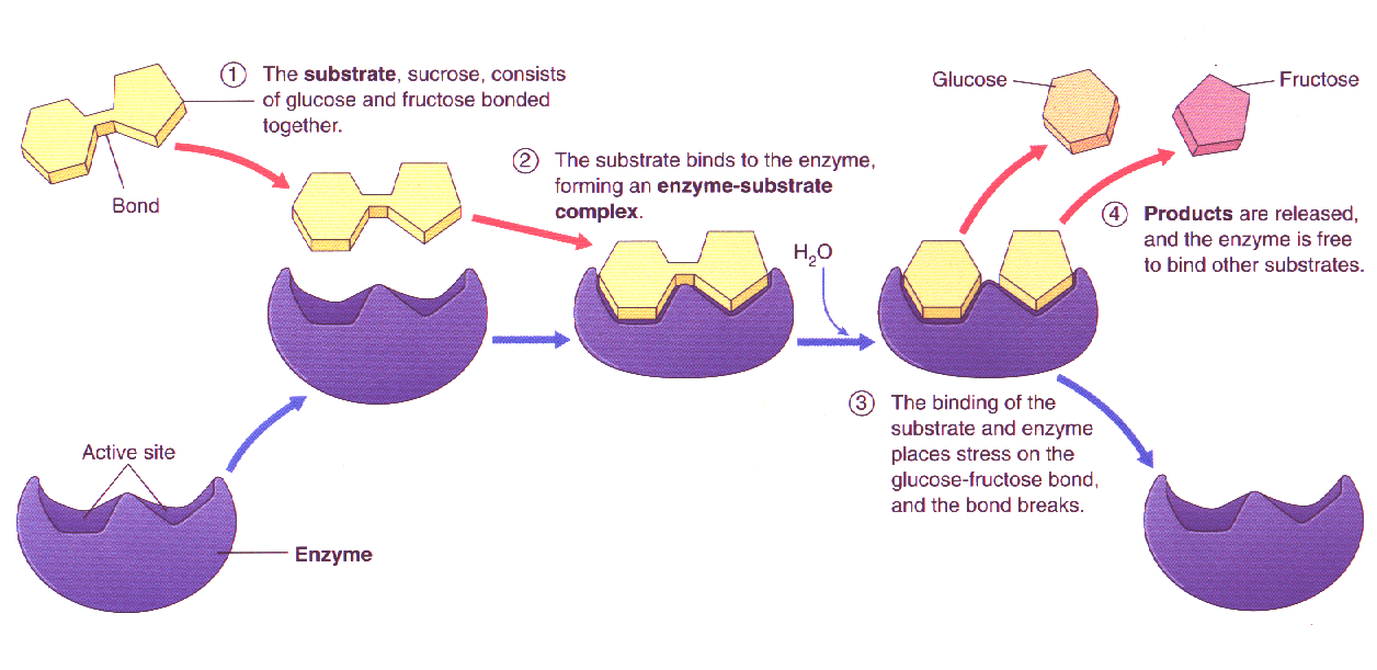 enzymes at work