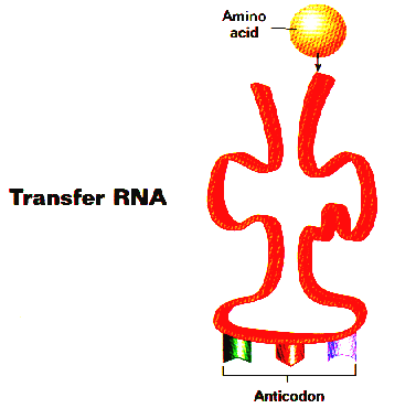 Chapter 15 Transcription Translation Chapter 15 Transcription Translation
