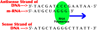how to transcribe dna to rna