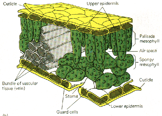 Parts of Leaf with Functions and Types • Englishan