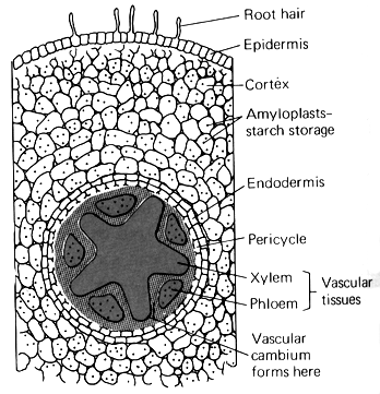 Internal Root Structure